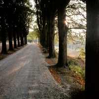 Tress, Siena Italy